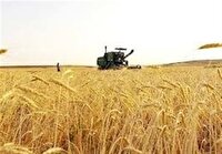 بیمه فراگیر گندم با رویکردی نوین برای پوشش بهتر ­و حمایت از کشاورزان