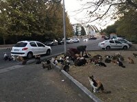 سرما و کمبود غذا، وحوش را به حاشیه شهر‌ها می‌کشاند