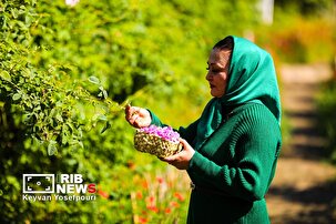 جشنواره ملی گل محمدی در مازندران