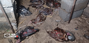 سیلِ مغان، ۲۰۰ رأس دام سبک را بلعید