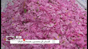 برداشت گل محمدی در گلباف کرمان
