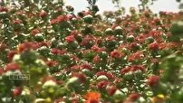 آغاز برداشت دانه روغنی گلرنگ از مزارع بشرویه