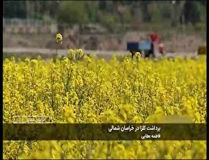 برداشت دانه روغنی کلزا در خراسان شمالی