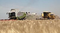 برداشت ۷۳ درصد از محصول گندمزار‌های گلستان