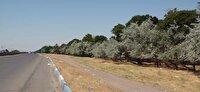 ورود مدعی‌العموم به بحران کمربند سبز تاکستان