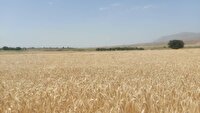 برای نخستین بار کشت ۳/۵ هکتار تریتیکاله در شهرستان باخرز