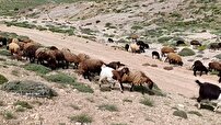 روایتی از عشایر مهدیشهر در طولانی‌ترین مسیر کوچ کشور