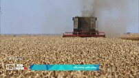 برداشت گندم و پرداخت زکات در استان اردبیل
