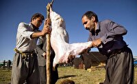 برنامه راهبردی عشایر فارس برای برندسازی گوشت مرتعی ؛ سود اصلی به جیب تولیدکننده می‌رود