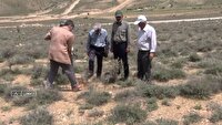 اجرای طرح نهال کاری در شمال دامغان